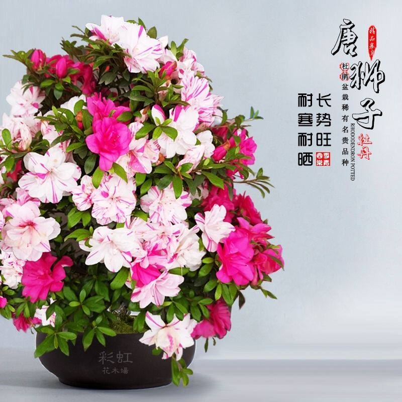 唐狮子牡丹杜鹃花盆栽花卉室内外阳台庭院绿植耐寒开花唐狮杜鹃花