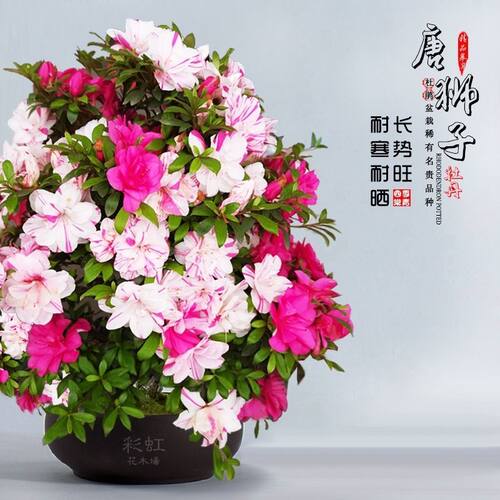 唐狮子牡丹杜鹃花盆栽花卉室内外阳台庭院绿植耐寒开花唐狮杜鹃花