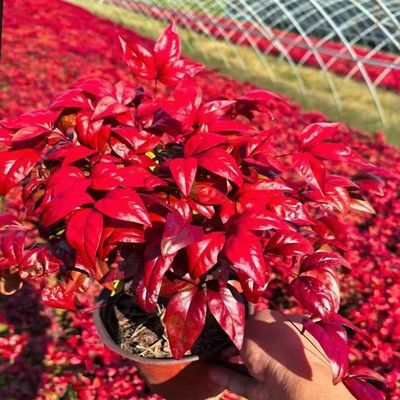 火焰南天竹盆栽花镜植物冬季耐寒好养室内阳台庭院造景彩叶植物