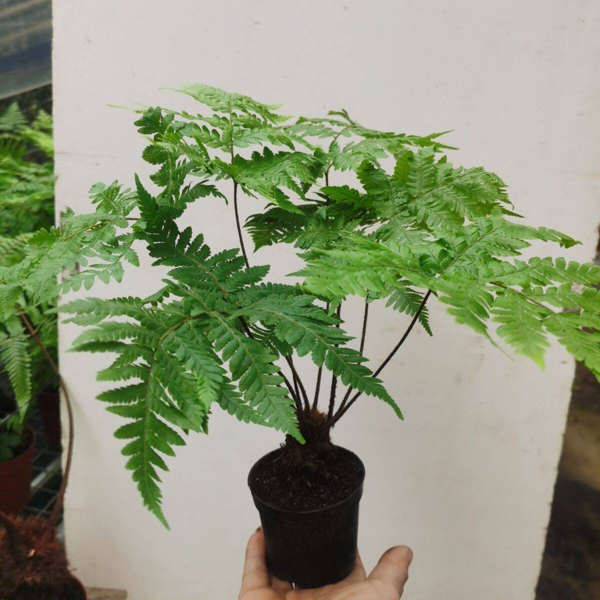 蕨类植物网红蕨红鳞蕨室内绿植盆栽室内种植四季常青不落叶喜保湿