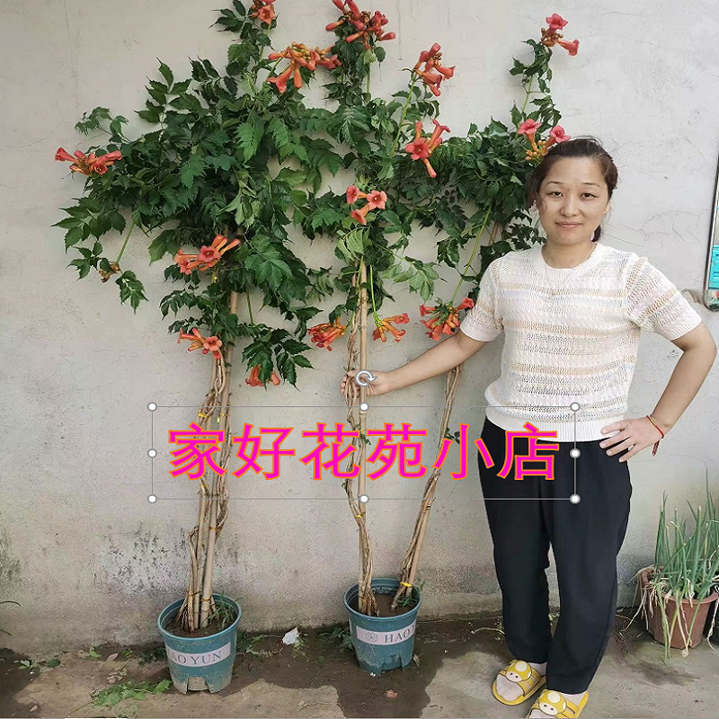 凌霄花耐寒植物花期长