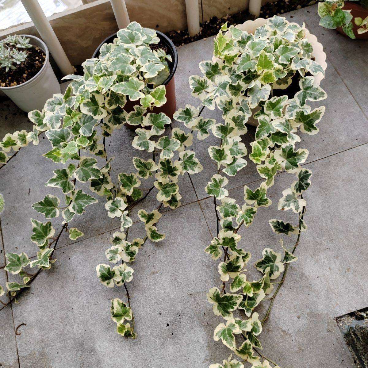 雪莹常春藤盆栽办公桌观叶盆景室内阳台吊篮绿植易养垂吊爬藤植物