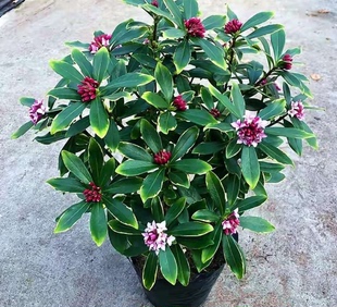 金边瑞香盆栽浓香型带花苞室内客厅阳台耐寒老桩四季赏花植物花卉