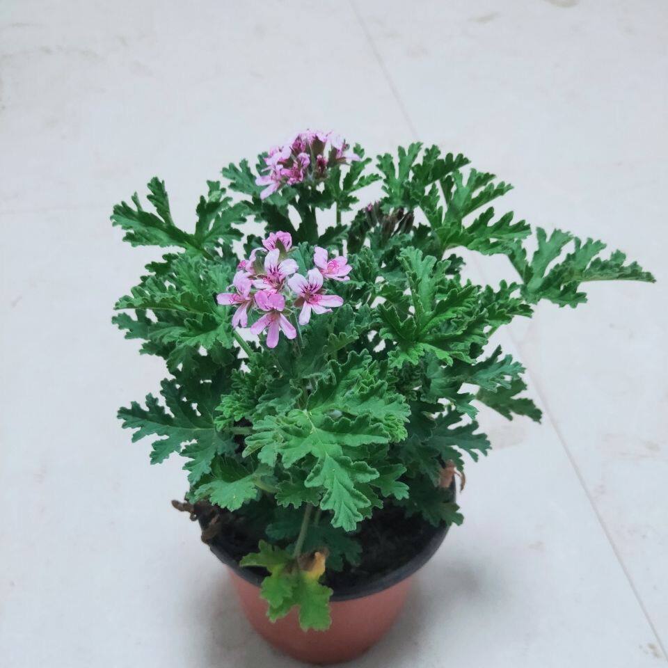 春节特价驱蚊草盆栽驱蚊虫植物防蚊蝇驱虫香草驱蚊室内蚊香绿植