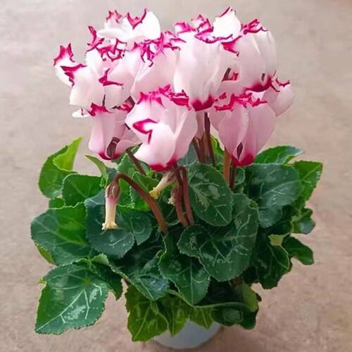 仙客来盆栽带花大花卉绿植易活耐寒耐冻阳台植物室内四季开花不断