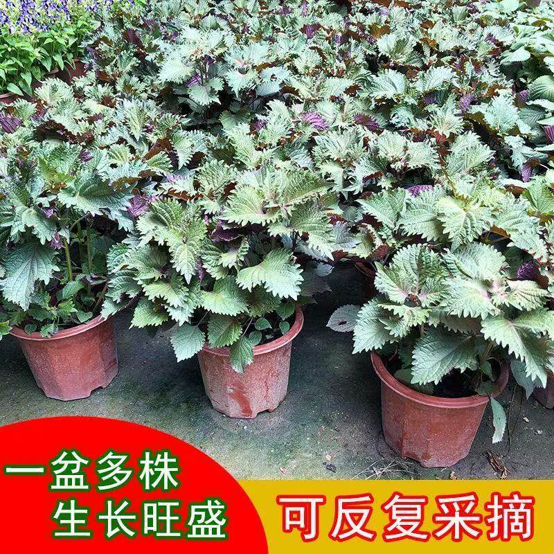 紫苏苗盆栽食用紫苏叶苗双色紫苏阳台常青好养绿植物清香新鲜活苗