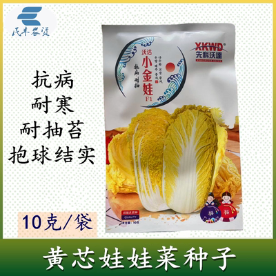黄芯娃娃菜种子小金娃F1 小白菜种 黄心娃娃菜种籽 小型白菜种子