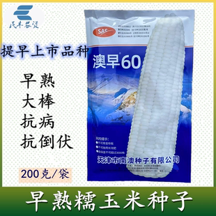 早熟糯玉米种子澳早60早白糯鲜食玉米种籽早粘糯玉米种粘棒子种