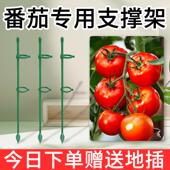 西红柿番茄辣椒龟背固定杆爬藤园艺花架花支撑架植物防倒伏支撑杆