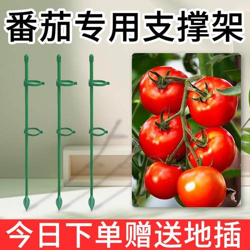 西红柿番茄辣椒龟背固定杆爬藤园艺花架花支撑架植物防倒伏支撑杆