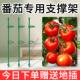 西红柿番茄辣椒龟背固定杆爬藤园艺花架花支撑架植物防倒伏支撑杆