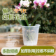 水苔蝴蝶兰专用花盆透明青山控根盆加厚大号透气兰花塑料花盆家用