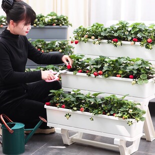 欧林泽阳台多层种菜神器架子种植专用箱顶楼种菜草莓花盆吸水懒人