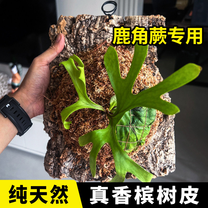 真树皮软木树皮香槟树木皮兰草鹿角蕨爬宠鱼缸造景水族装饰贴墙面