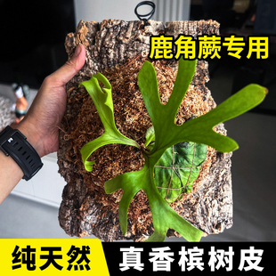 真树皮软木树皮香槟树木皮兰草鹿角蕨爬宠鱼缸造景水族装饰贴墙面