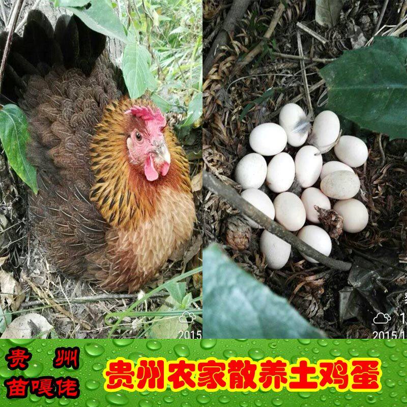 贵州土鸡蛋散养本地鸡蛋食用月子鸡蛋黔东南特产锦屏小香鸡包邮