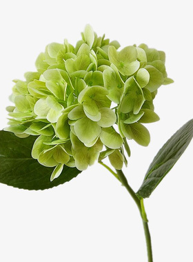 仿真3D打印绿叶绣球花 婚庆摄影拍摄道具摆件 家居装饰插花可水洗