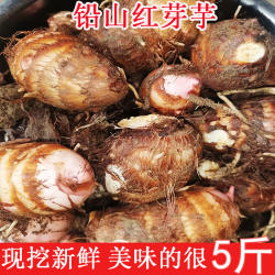 江西铅山红芽芋艿粉糯香甜小毛芋头新鲜红梗农家自种香芋奶芋仔