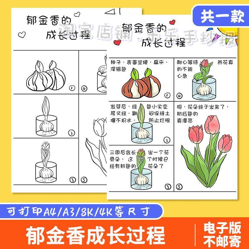 郁金香成长过程手抄报模板电子版植物花朵生长观察自然笔记录小报