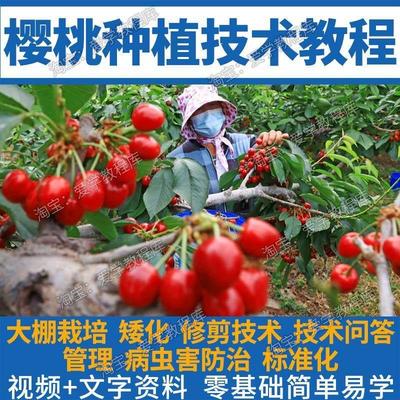 樱桃栽培技术视频教程修剪育苗种植大全套温室大棚高产病虫害防治
