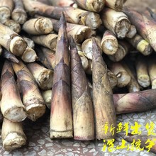 广西桂林竹笋灌阳竹笋苦笋广西竹笋新鲜现挖新鲜发货春笋5斤 包邮