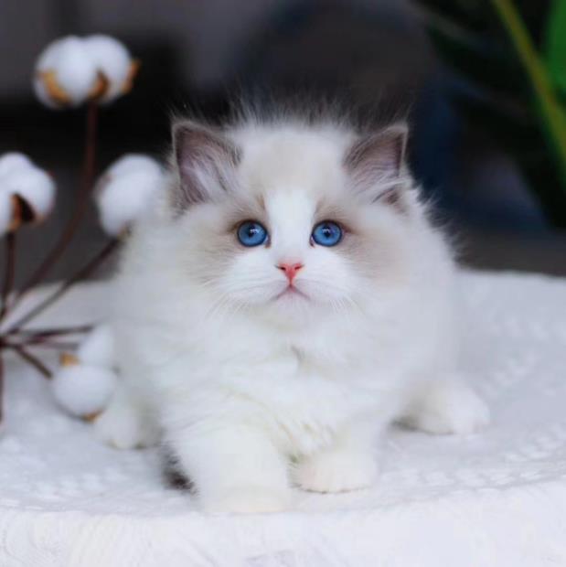 布偶猫幼崽猫咪活体宠物布偶猫小奶猫纯种高品质（视频挑选）