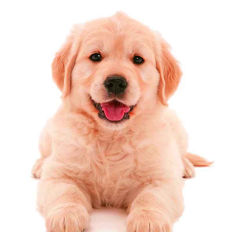 金毛犬幼犬大型犬金毛犬幼崽宠物活体纯种寻回犬(视频挑选)