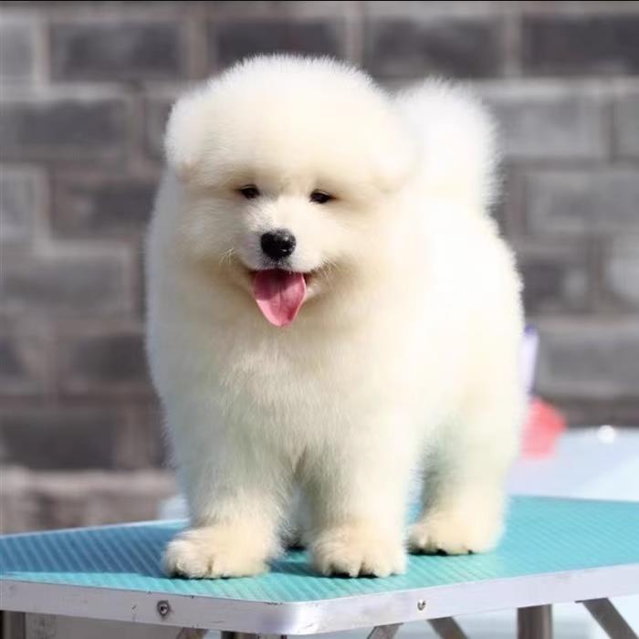 萨摩耶犬幼犬大型犬萨摩耶犬幼崽活体纯种雪橇犬（视频挑选）图片