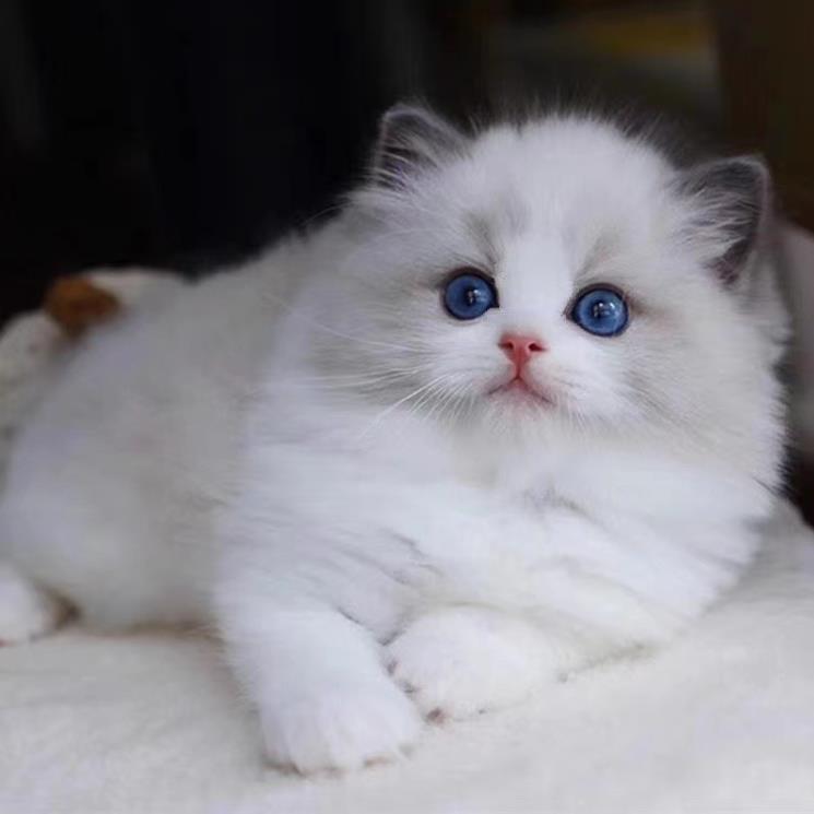 布偶猫幼崽猫咪活体宠物布偶猫小奶猫纯种高品质（视频挑选）