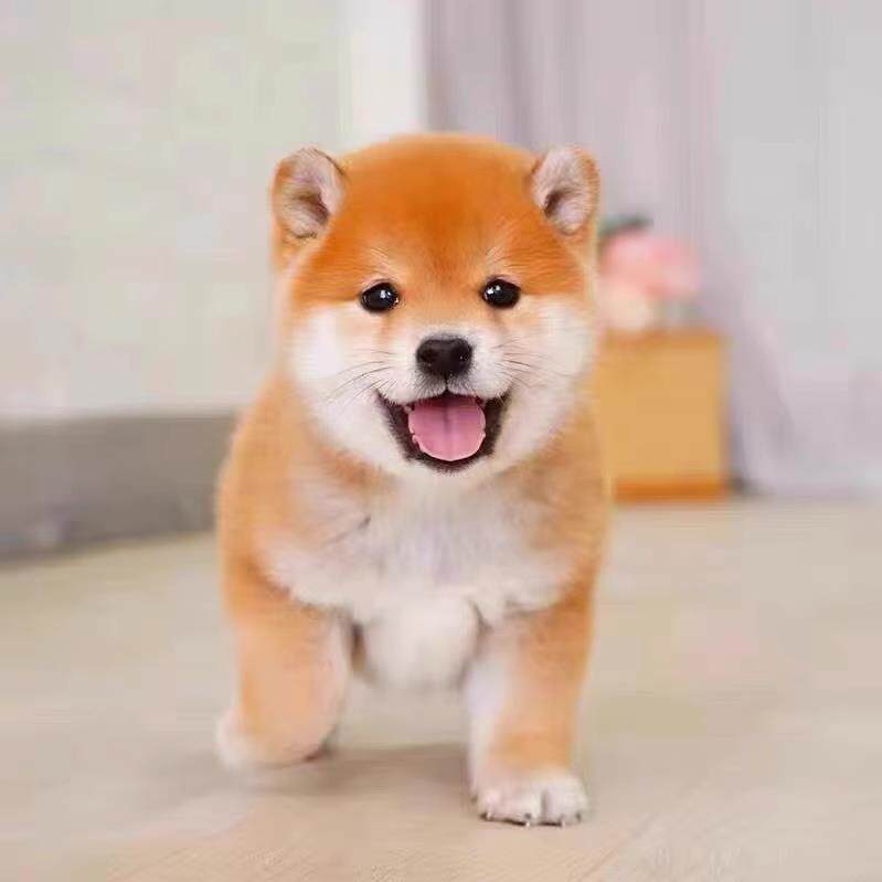 柴犬幼犬小型犬柴犬幼崽纯种宠物狗狗活体高品质(预付款定金)
