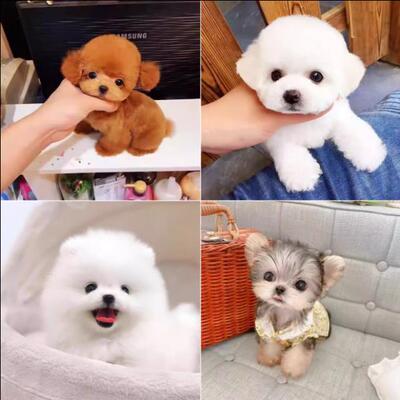 泰迪幼犬小型犬泰迪幼崽纯种宠物狗狗活体高品质（预付款定金）