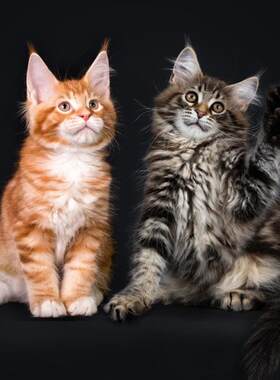 缅因猫幼崽猫咪活体宠物缅因猫小奶猫纯种高品质（视频挑选）