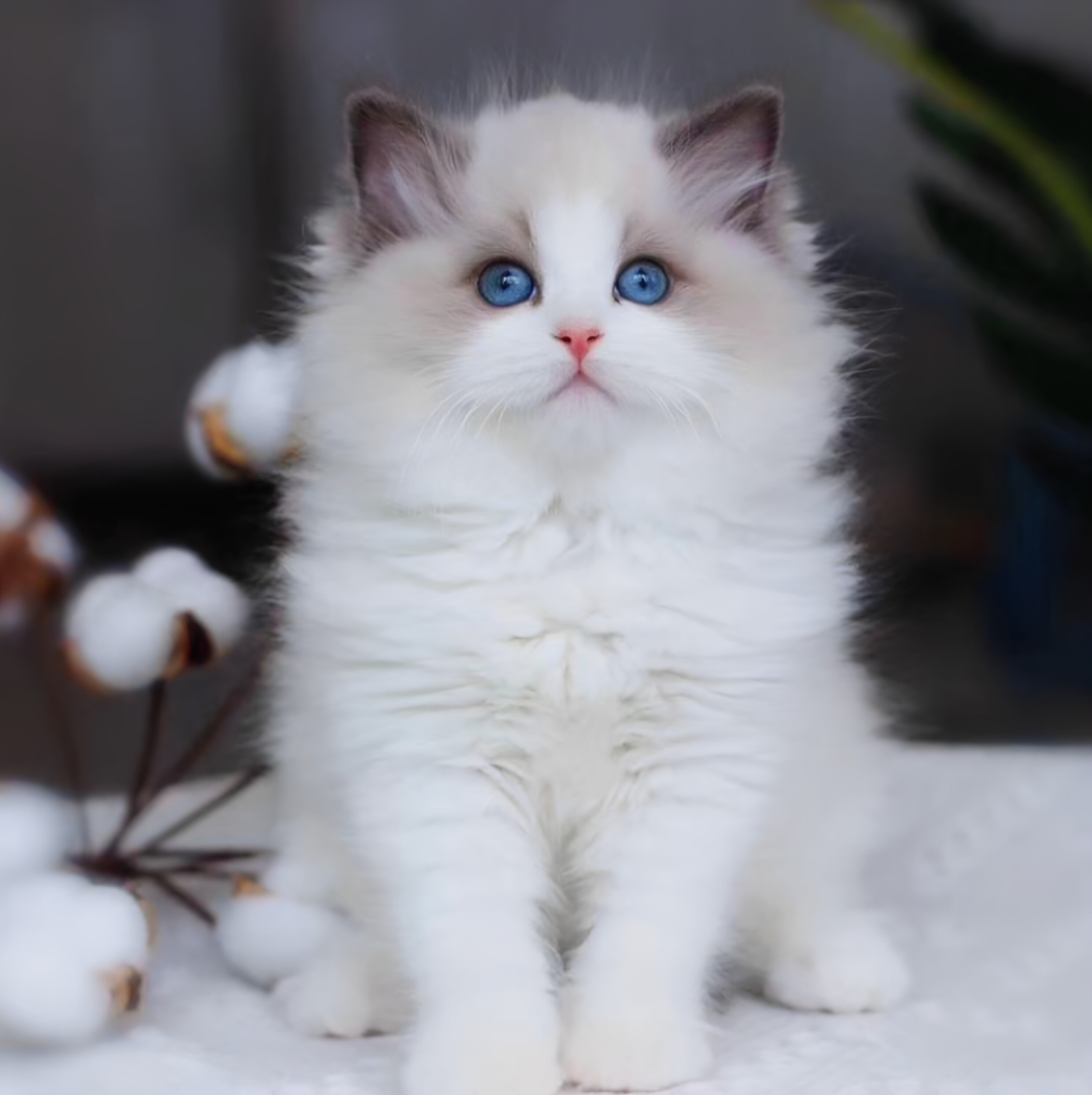 布偶猫幼崽猫咪活体宠物小奶猫矮脚纯种长短毛猫（视频挑选）