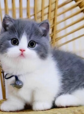 英短蓝白幼崽猫咪活体宠物小奶猫矮脚纯种长短毛猫（预付款定金）