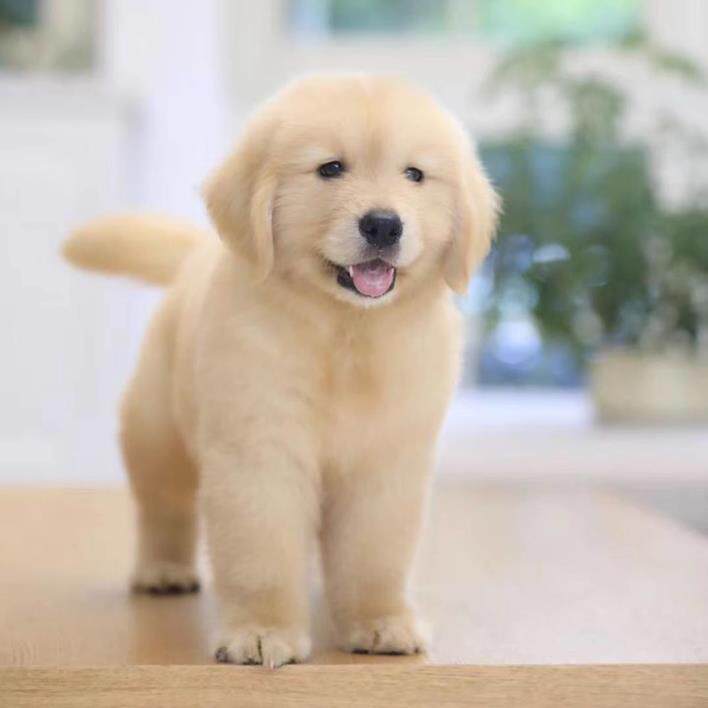 金毛犬幼犬大型犬金毛犬幼崽宠物活体纯种寻回犬(视频挑选)