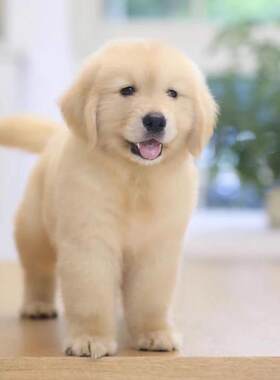 金毛犬幼犬大型犬金毛犬幼崽宠物活体纯种寻回犬（视频挑选）