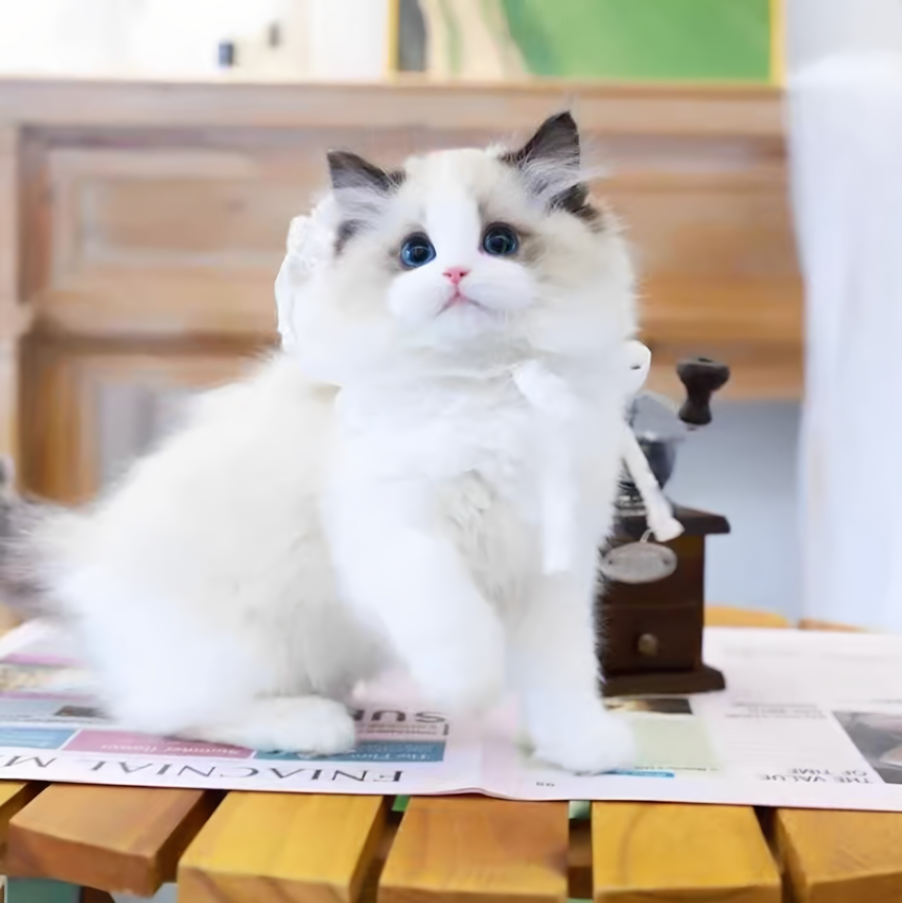 布偶猫幼崽猫咪活体宠物小奶猫矮脚纯种长短毛猫（视频挑选）