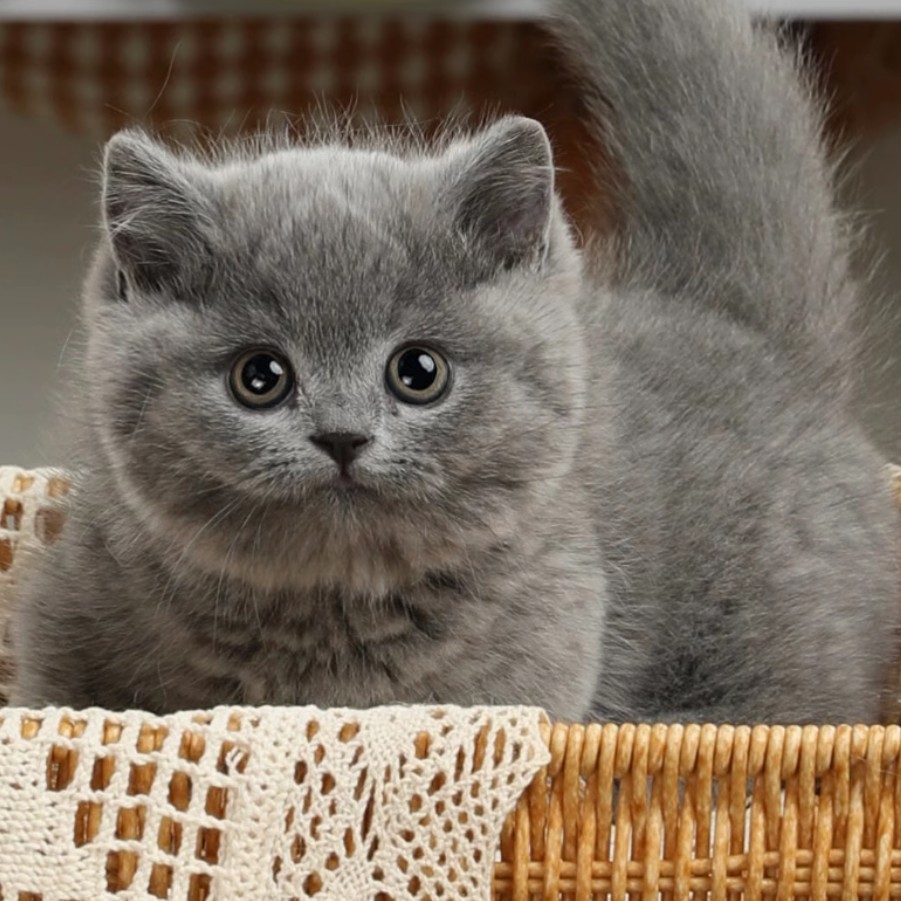 英短蓝猫幼崽猫咪活体宠物小奶猫矮脚纯种长短毛猫（视频挑选）