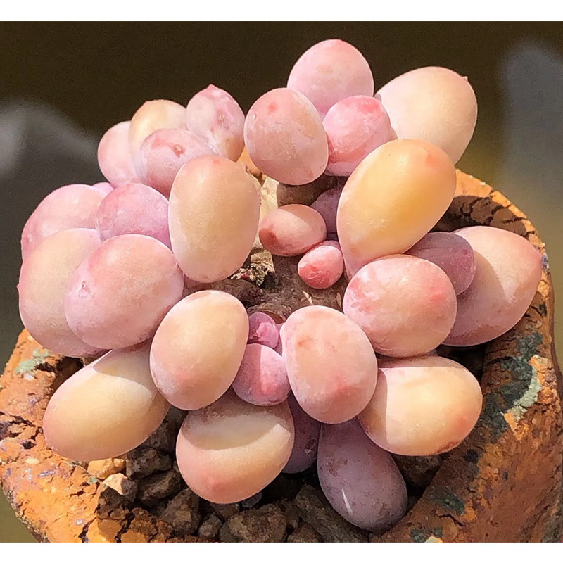蛋黄奶酪群生老桩子圆圆肥肥带奶尖尖精品货贵货多肉稀有多肉盆栽