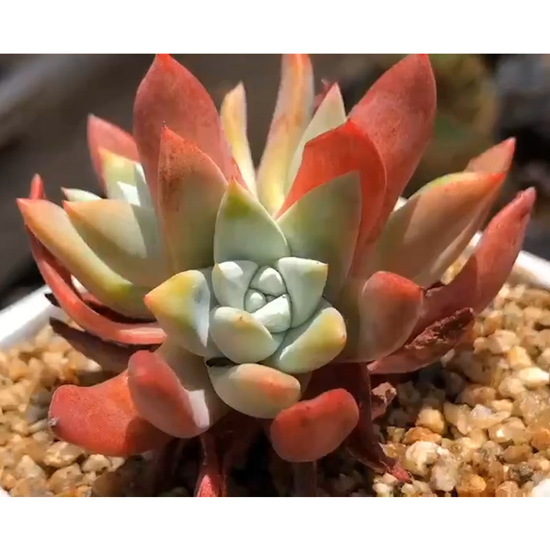 灯美人锦韩国多肉盆载多肉特色多肉仙女杯老桩多肉稀有多肉贵货