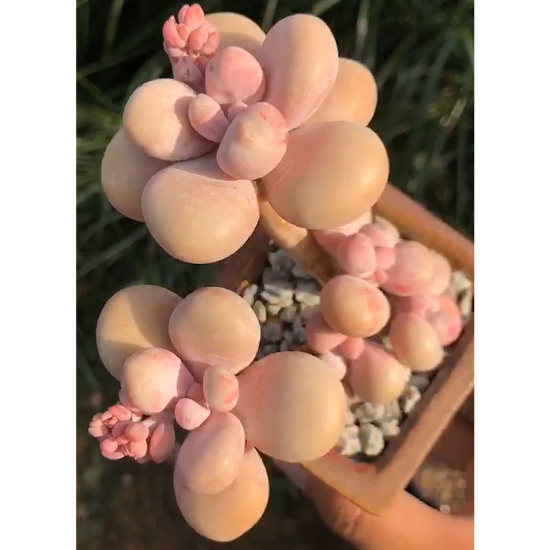 腰子蛋桃蛋多肉老桩群生多肉植物稀有品种罕见多肉贵货精品多肉