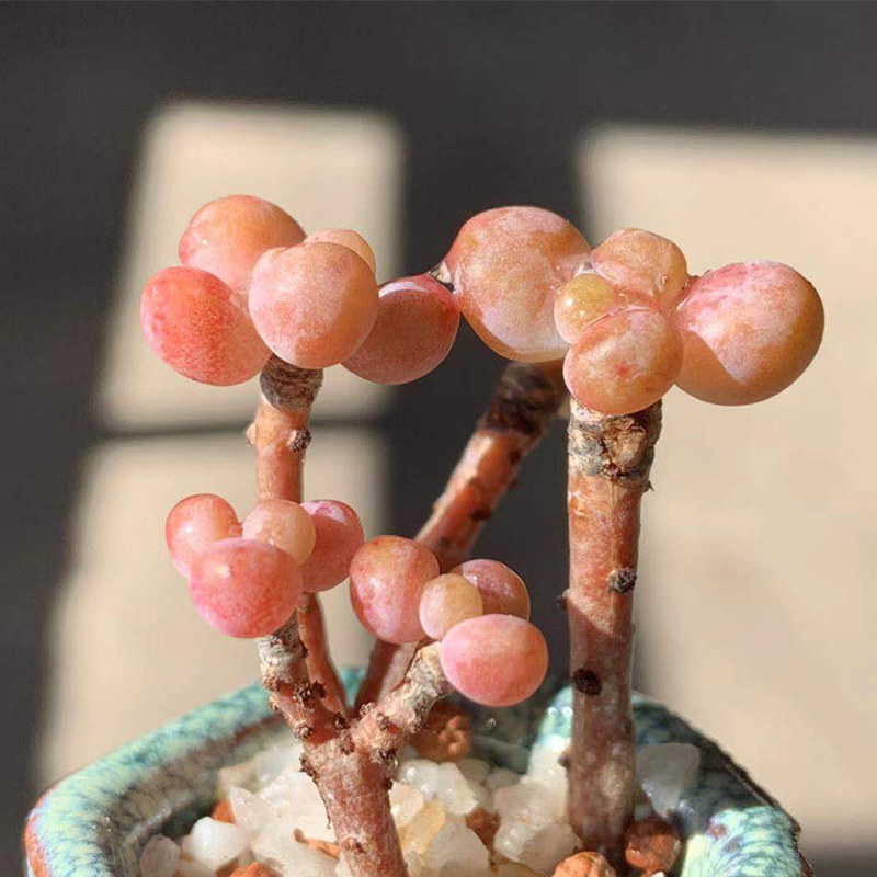 精品玉葡萄群生多肉植物稀有品种韩国进口罕见多肉老桩一物一拍