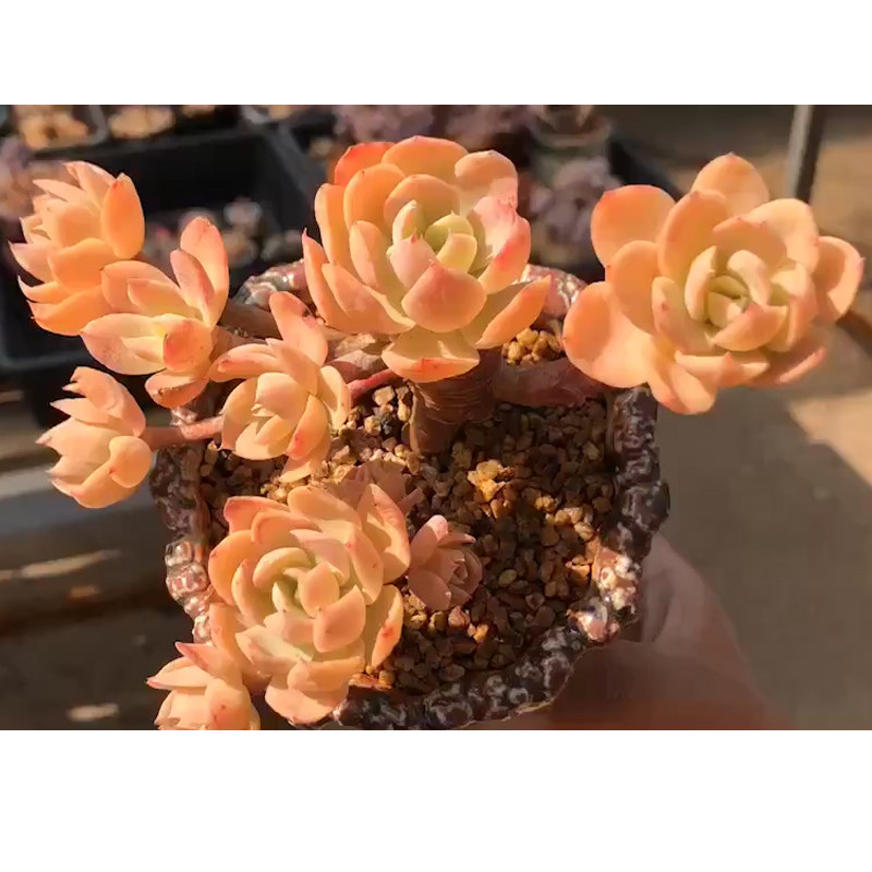 日本乔伊群生多肉自然一体老桩多肉日系多肉贵货多肉稀有多肉