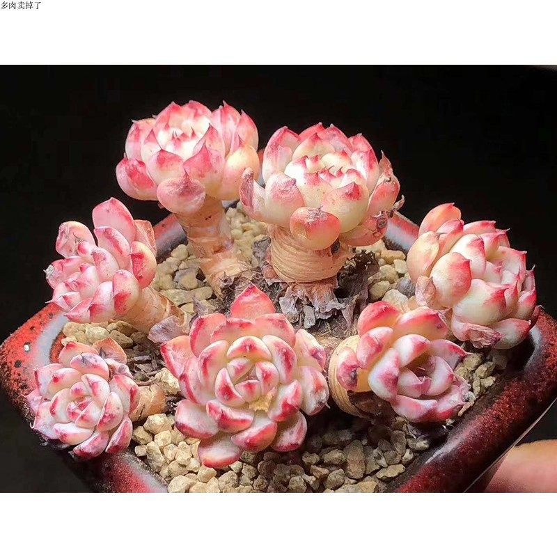 红稚莲粉姬莲群生多肉多头老桩粉红贵货多肉稀有多肉老桩多肉盆栽