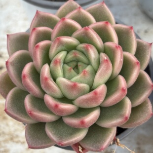 晴空珍妮 多肉植物云南盆栽鲜花绿植室内花卉老桩好养办公精品