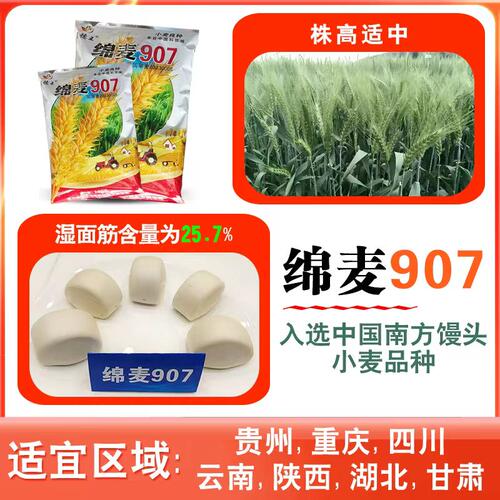 国审小麦、抗倒性好、长芒白粒