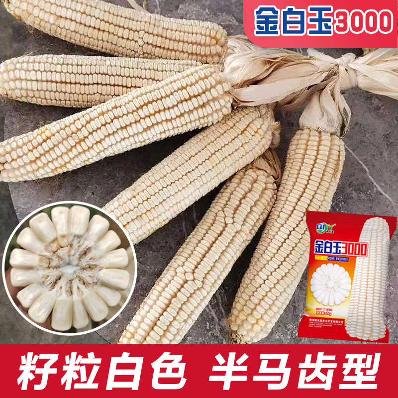 白玉米种子金白玉3000高产大棒白玉米种子云南贵州中高海拔品种