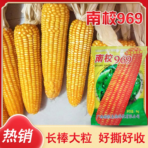热区玉米种子，当季新种，品质好