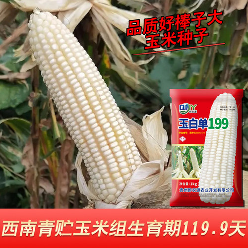 国审青贮玉米、硬粒型