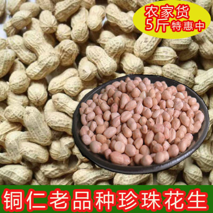 2025年贵州铜仁珍珠花生松桃老品种带壳新鲜晒干手剥生吃油炸坚果